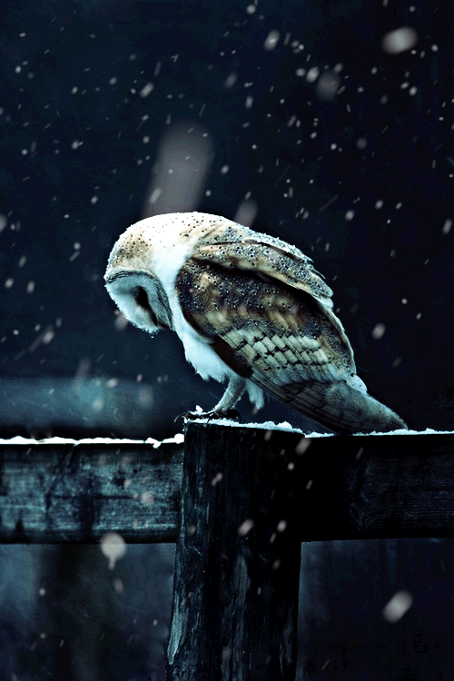 an owl is sitting on a wooden fence post