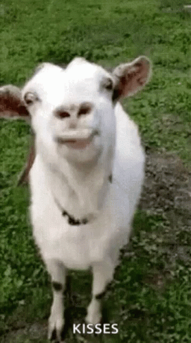 an image of a small goat with the words kisses in it