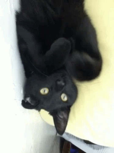 a black cat lying on the ground with its paws out