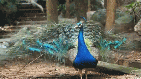 a peacock walks past a wooded area of pine needles and nches