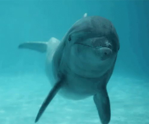 a small dolphin swimming in a glass enclosure