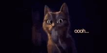 an animated cat looks at a caption of the words boo