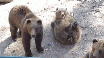 three bears that are standing around in the snow
