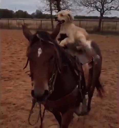 a small dog riding on the back of a brown horse