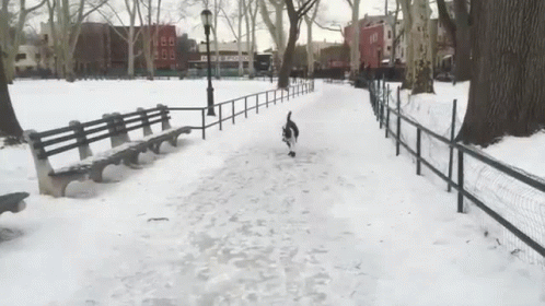 a bird walks through the snow by a fence and benches