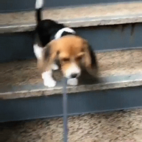 a dog is looking down the stairs at its owner