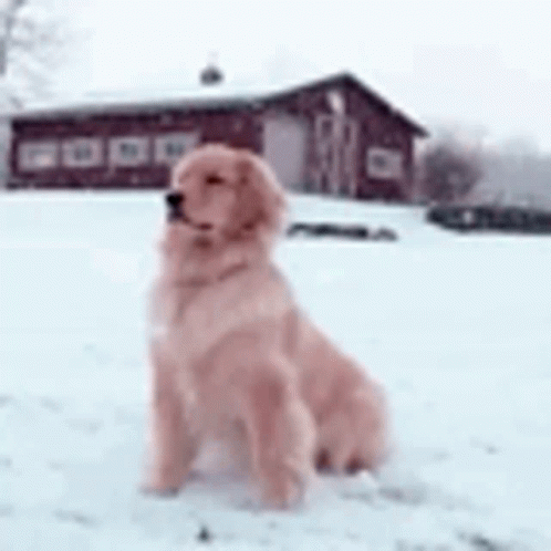 a blurry po of a dog in the snow