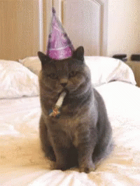a cat with a pink party hat sitting on a bed