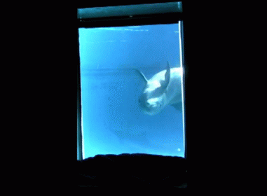 a fish looks through a window in a dark room