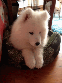 a fluffy white dog sitting on top of a cushion