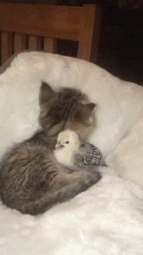 a small cat and small bird sit together in a pet bed