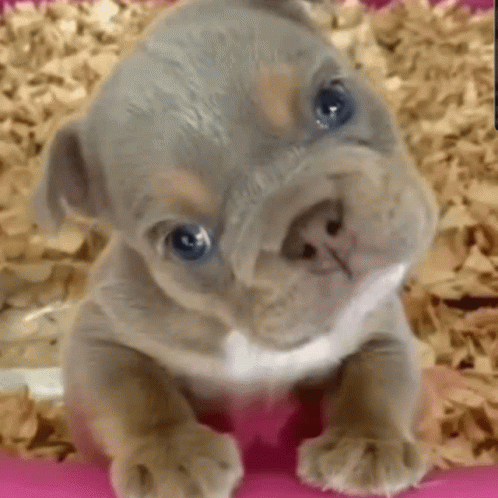 a blue puppy on carpet looking at the camera