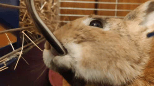 a bunny with its head in a cage
