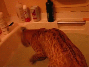 a dog has found himself in the bathtub