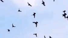 a flock of birds flying above a tree in the air