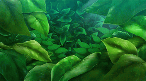this is an image of some plants with leaves