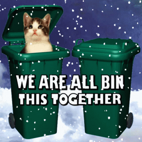a cat in a garbage can says, we are all bin this together