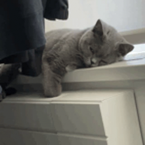 a grey cat laying on a white window sill