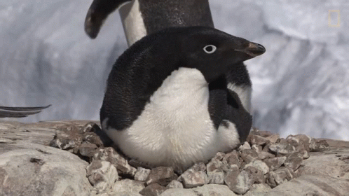 two penguins stand near one another on the rocks