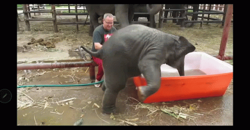 a small elephant is being trained in a blue tub