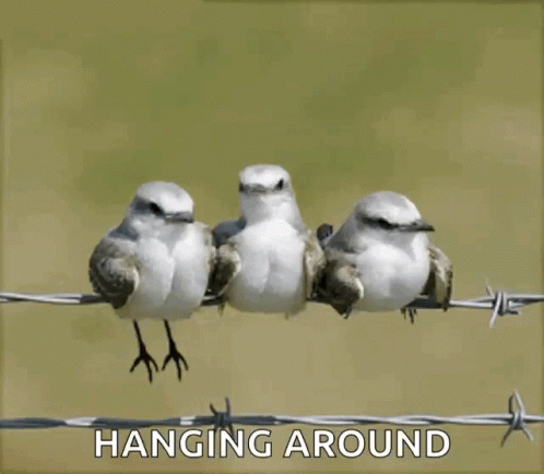 three birds perched on a wire with the caption hanging around