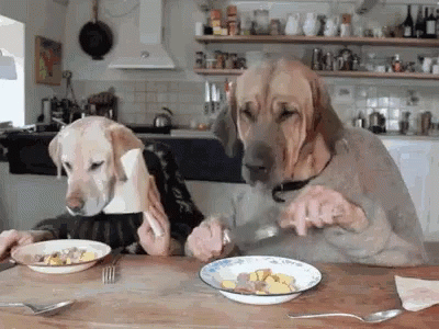 two dogs sitting in the kitchen at the table