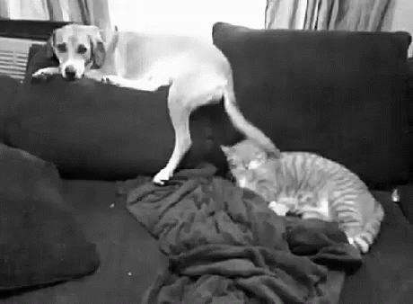 a dog is playing with his cat on the couch