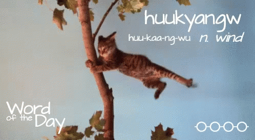 a cat climbing up a tree nch in a picture