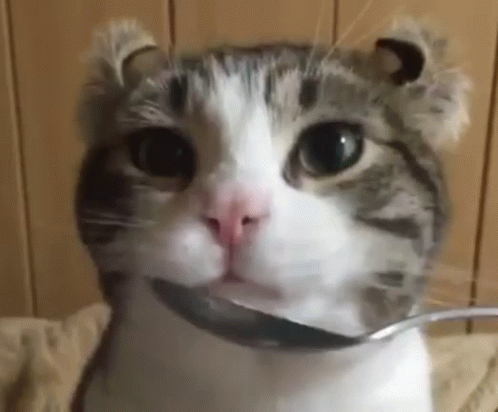 a close up of a cat with a spoon in its mouth