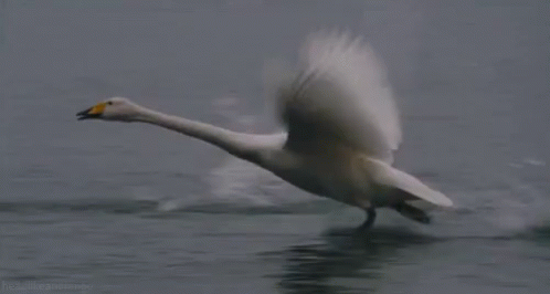 the white bird is flying above the water