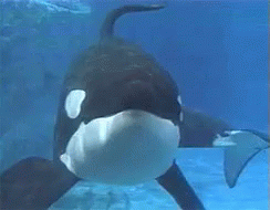 an orca whale looking at soing as it swims through the water