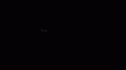 a bird flies alone at night in the dark