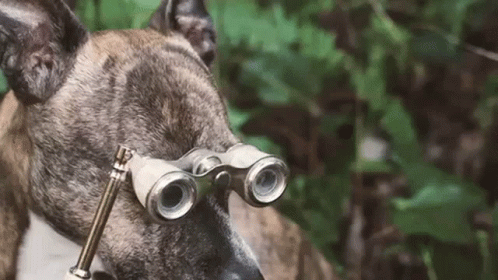 a dog is wearing binoculars while in the woods