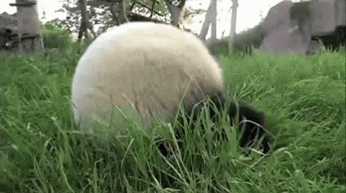 a panda sitting in the tall green grass