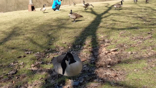 a duck with yellow jacket walking near a group of birds