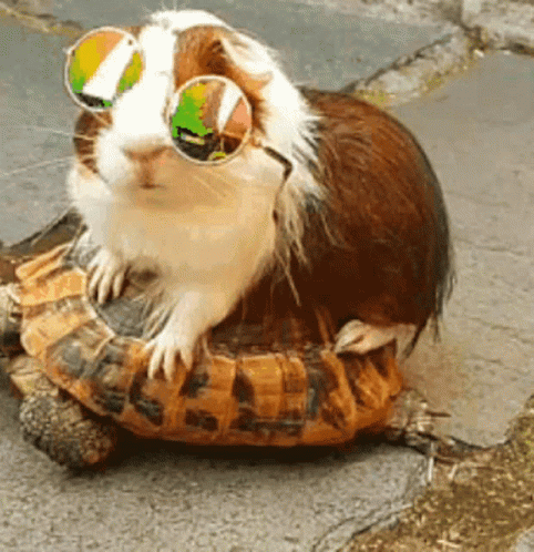a rodent in sunglasses sitting on a blue piece of luggage
