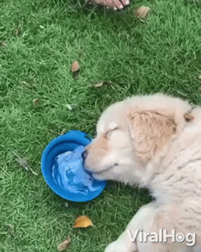 a dog with his face in a yellow bowl