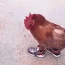 a purple bird is standing on a pair of shoes