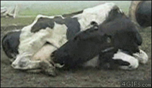 a brown and white cow is rolling in the grass