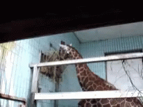 two giraffes in an indoor habitat at the zoo