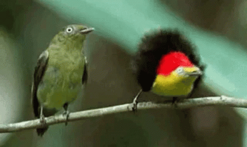 two different colors of birds sitting on a thin wire