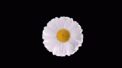 an image of a white and blue flower