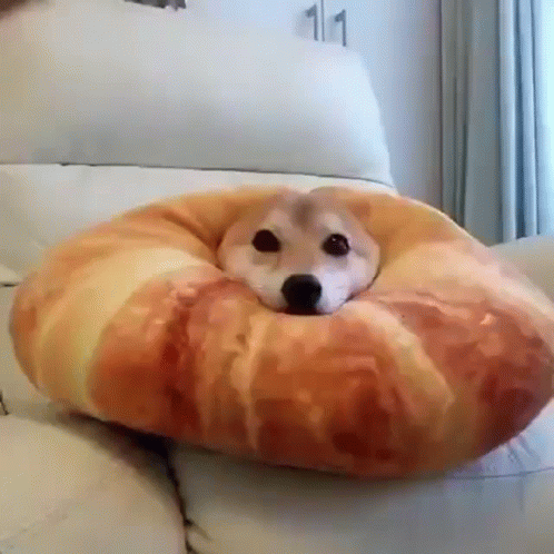 a dog that is laying on a pillow