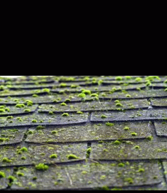 a roof that has some green grass on it