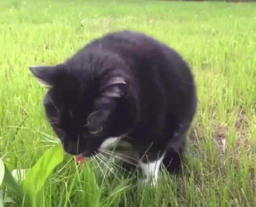 a black cat is in the middle of some tall grass