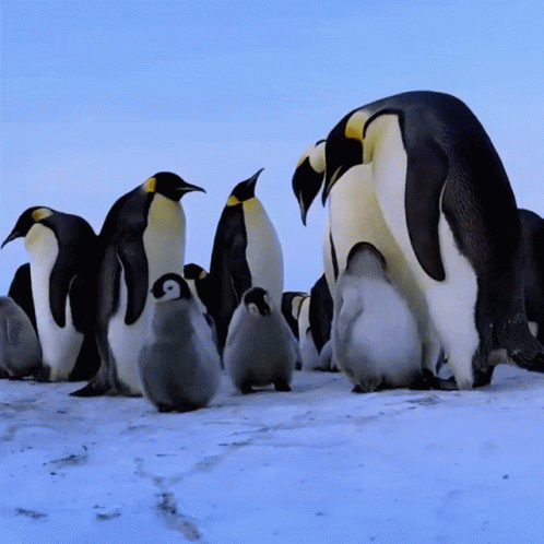 an emperor penguin with four others in front of him