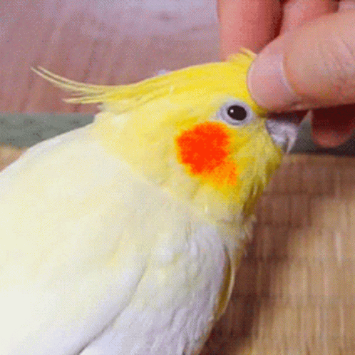a blue bird getting its beak examined by an animal doctor