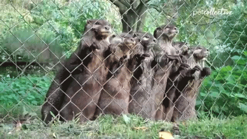 a number of bears behind a fence with their mouths open