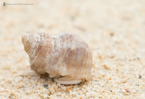 a close up image of a little snail on the ground
