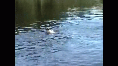 an image of an animal that is swimming in the water